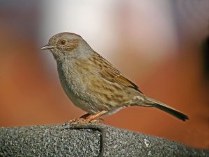 Dunnock