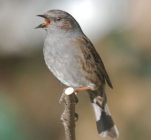 Dunnock Singing