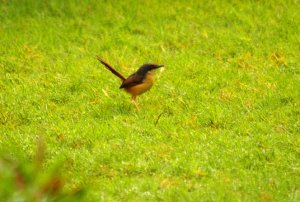 Ashy Prinia