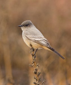 Say's Phoebe