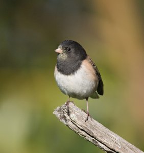 Dark-eyed Junco