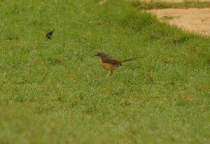 Ashy Prinia