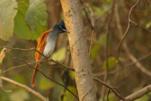 Female Rufous Asian Paradise Flycatcher