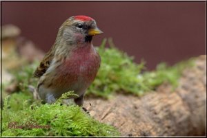 Lesser Redpoll