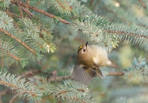 Goldcrest