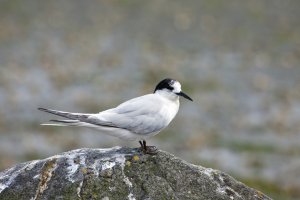 White-fronted Tern (Tara)