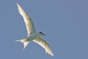 White-fronted Tern (Tara)