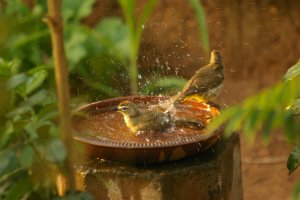 White-browed Bulbul's bathing at Harmony Villa