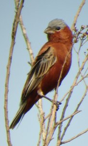 Chesnut Seedeater