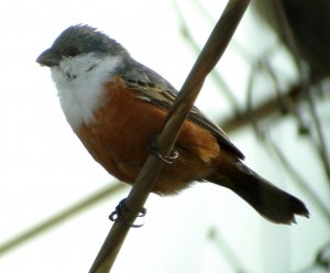 Marsh Seedeater