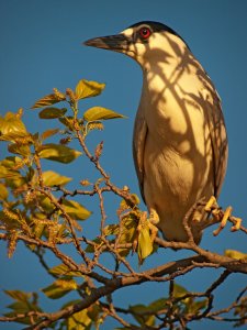 Black-crowned Night Heron