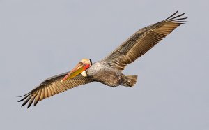 Brown Pelican