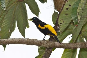Yellow-rumped Cacique (male)