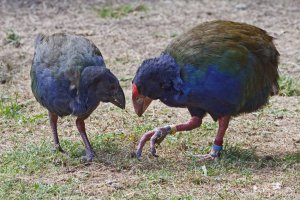 Takahe (Notornis)