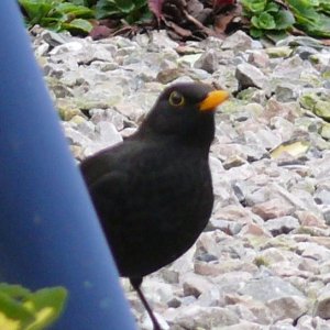 Blackbird watching me