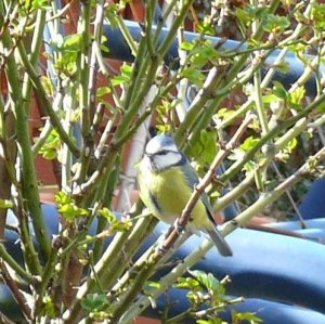 Bluetit on Rose Tree