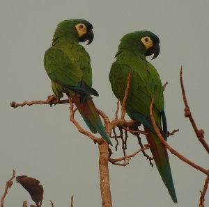 Blue-winged Macaw