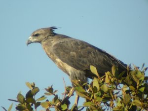 Solitary Crowned Eagle