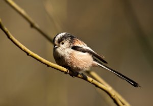 long-tailed_tit21