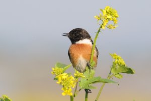 Stonechat