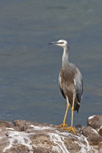 White-faced Heron