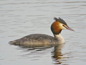 Great Crested Grebe