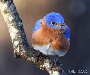 Bluebird__Sialia sialis