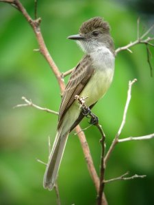 Short-crested Flycatcher