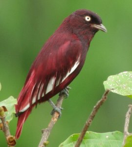 Pompadour Cotinga