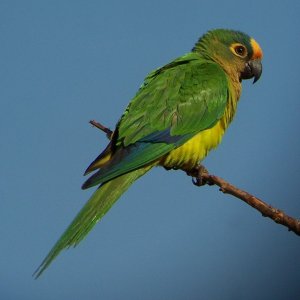 Peach-fronted Parakeet