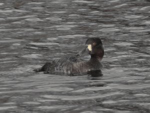 Female Scaup - Either affinis or marila - Even she's not sure