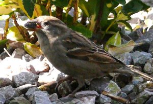 Sparrow