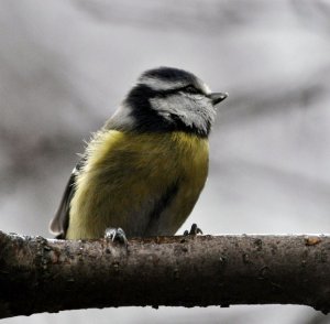 Blue Tit