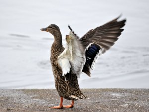 Tall Duck and Handsome