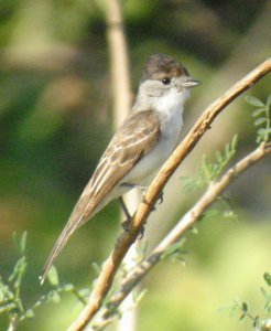 White-naped Xenopsaris