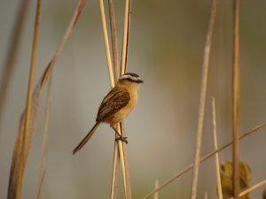 Sharp-tailed Tyrant