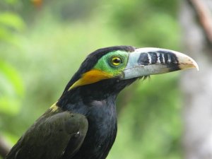 Spot-billed Toucanet