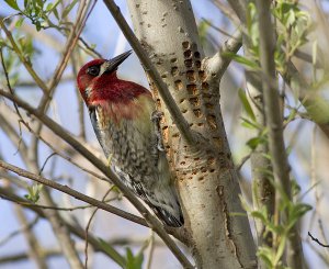 Red Breasted Sapsucker