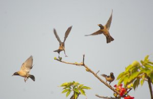 Rosy Starlings on a Red-silk cotton tree