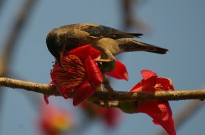 Rosy Starlings on a Red-silk cotton tree