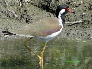 A Common Bird