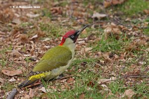 Green Woodpecker