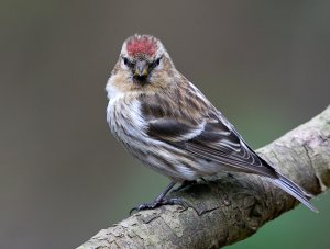 lesser redpolll