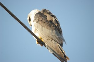 Black-winged Kite