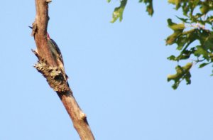 What kind of woodpecker is this ?