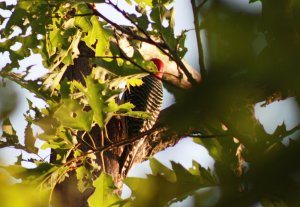 What kind of woodpecker is this ?