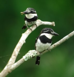 Pied Puffbird