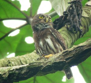 Amazonian Pygmy-Owl