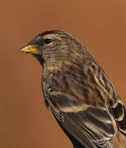 Lesser Redpoll