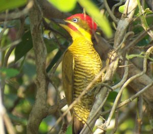 Golden-green Woodpecker